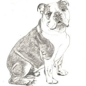English Bulldog Charcoal Drawing By Mad Hatter