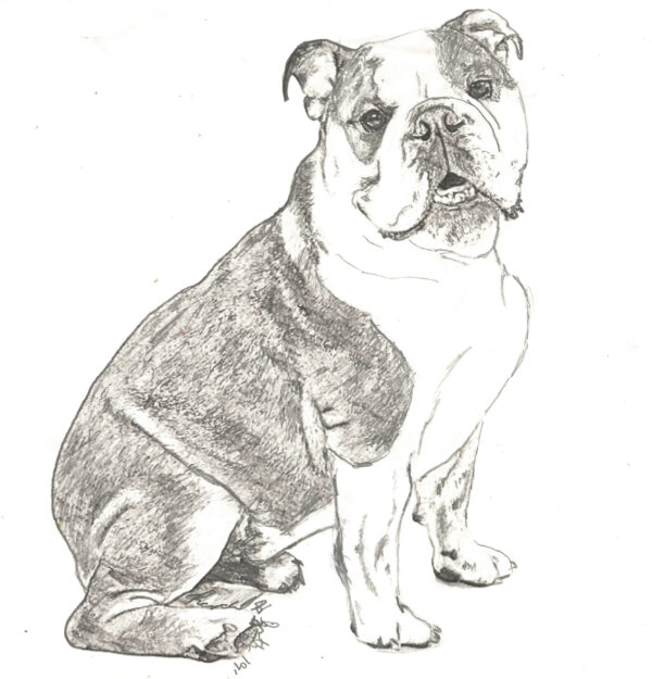English Bulldog Charcoal Drawing By Mad Hatter